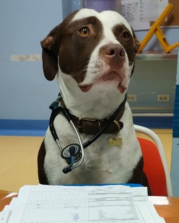 appuntamenti_ospedale_veterinario_san_francesco Contatta e prenota un appuntamento all'Ospedale Veterinario San Francesco