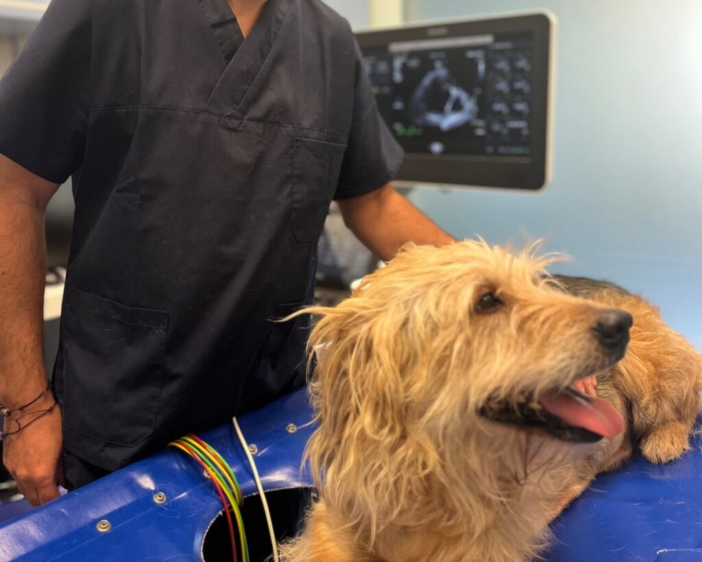 cardiologia_pacemaker_ospedale_veterinario_san_francesco un cane in primo piano, durante il controllo postoperatorio del posizionamento del pacemaker