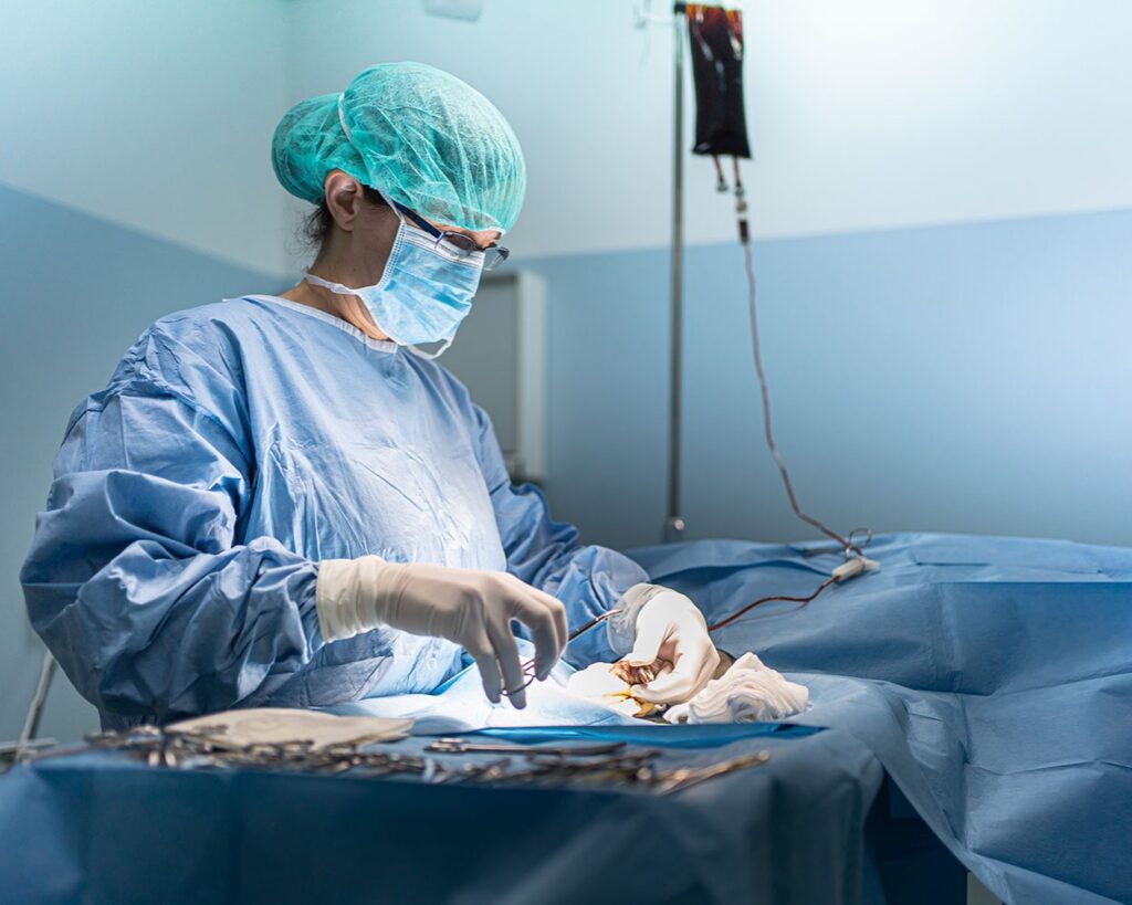 chirurgia_veterinaria_ospedale_veterinario_san_francesco Un medico veterinario durante un interveto chirurgico