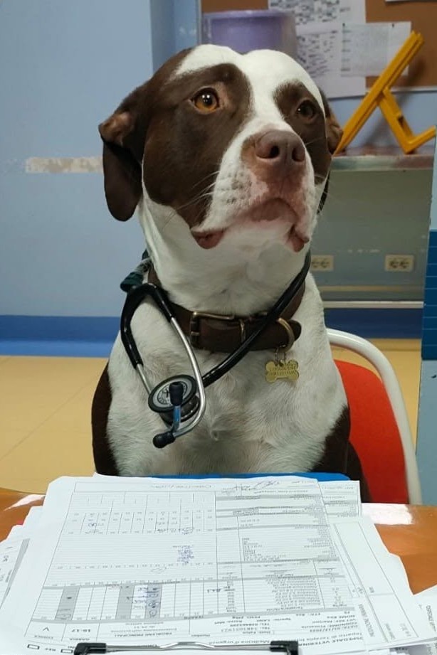 contattaci_ospedale_veterinario_san_francesco Contatta e prenota un appuntamento all'Ospedale Veterinario San Francesco