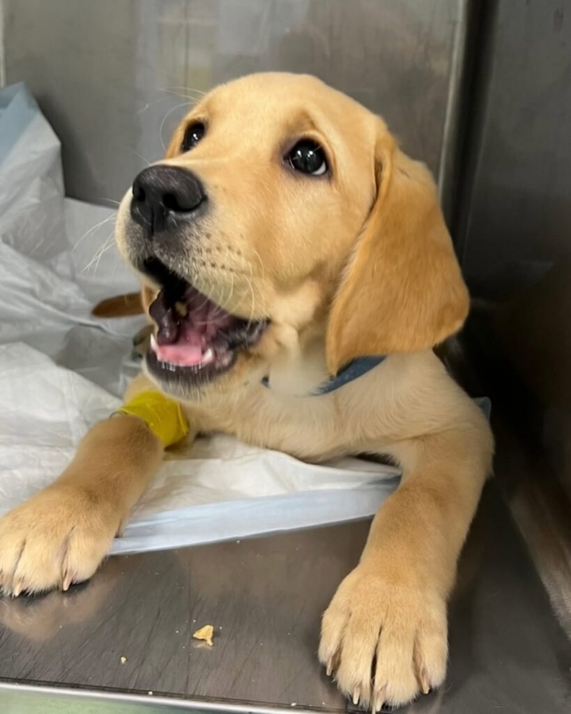 degenza_cani_ospedale_veterinario_san_francesco_milano Un cucciolo di labrador in degenza all'Ospedale Veterinario San Francesco di Milano