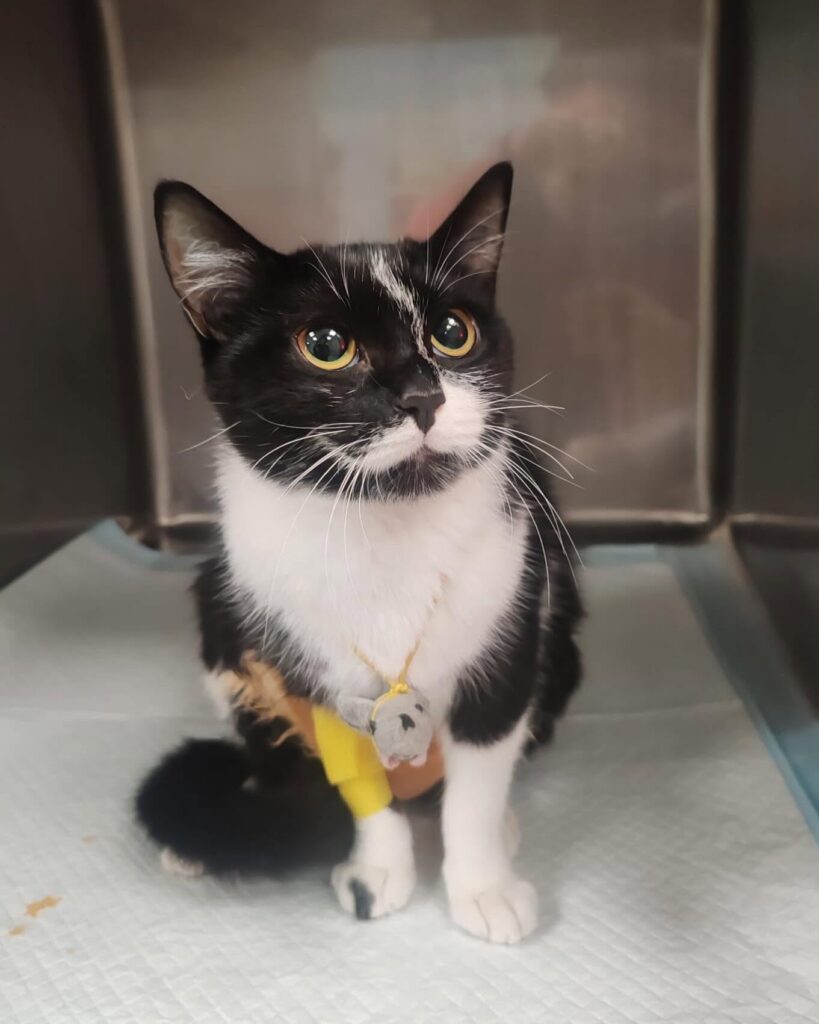 degenza_gatti_ospedale_veterinario_san_francesco_milano Un gatto bianco e nero in degenza all'Ospedale Veterinario San Francesco di Milano