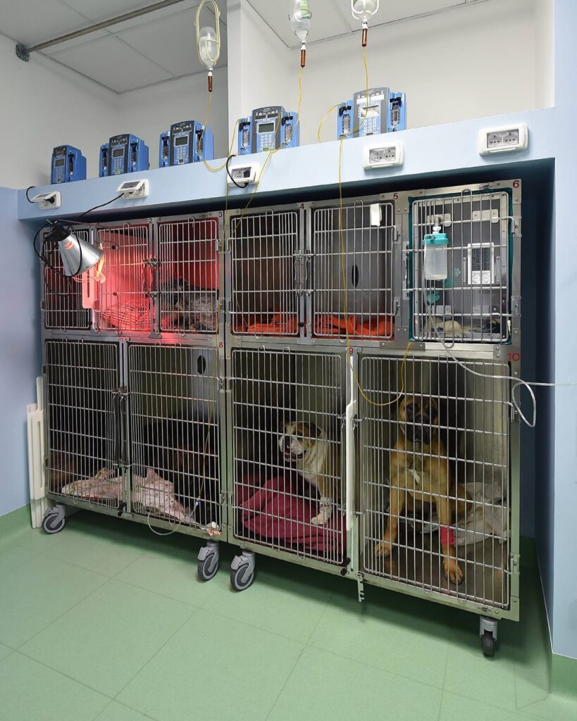 degenza_ospedale_veterinario_san_francesco_milano Le gabbie della degenza dell'Ospedale Veterinario San Francesco di Milano
