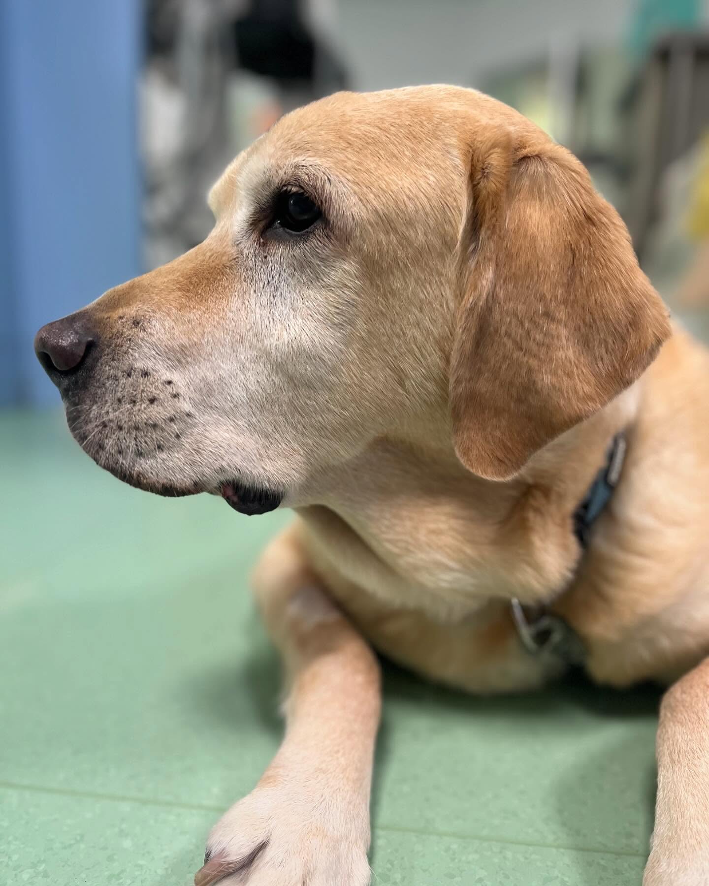 dermatologia_veterinaria_cani_ospedale_veterinario_san_francesco un cane in attesa di fare una visita dermatologica all'Ospedale Veterinario San Francesco