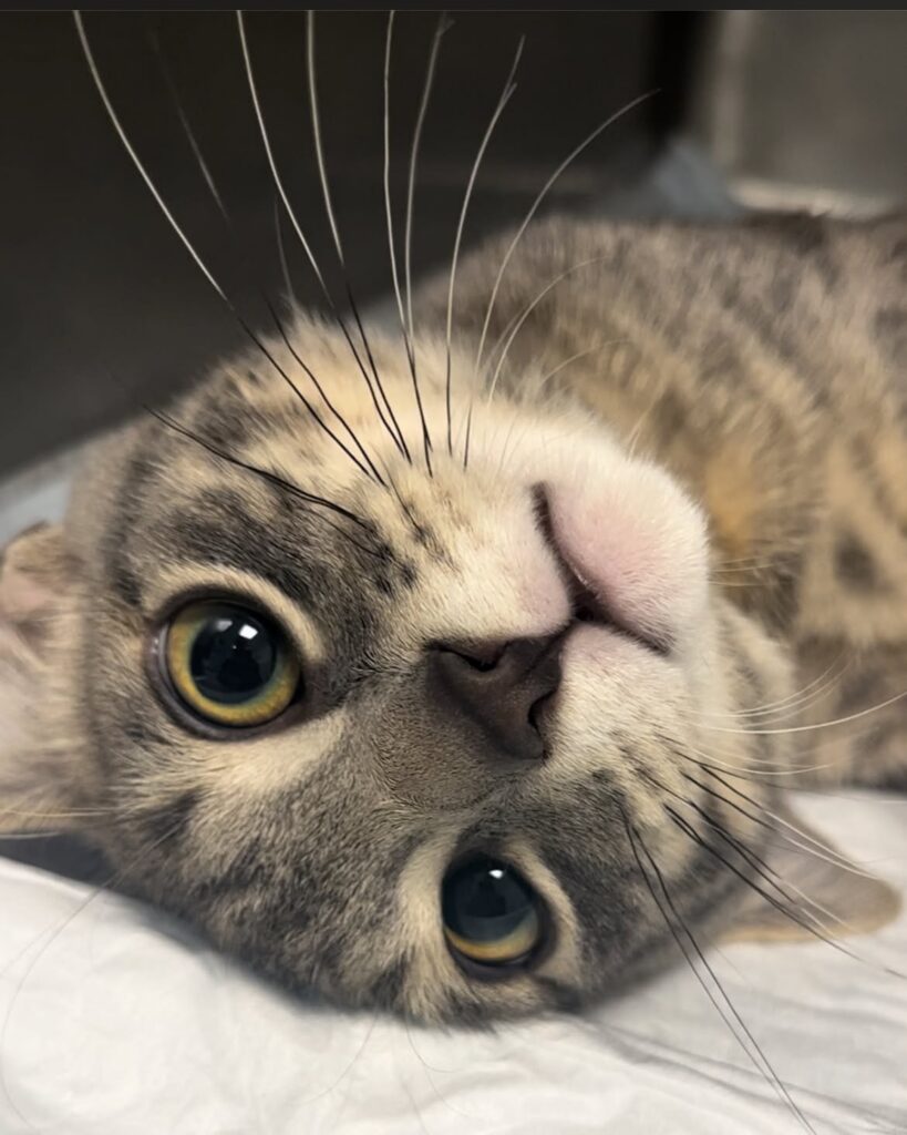 dermatologia_veterinaria_ospedale_veterinario_san_francesco.jpg un gatto in attesa di fare una visita dermatologica all'Ospedale Veterinario San Francesco