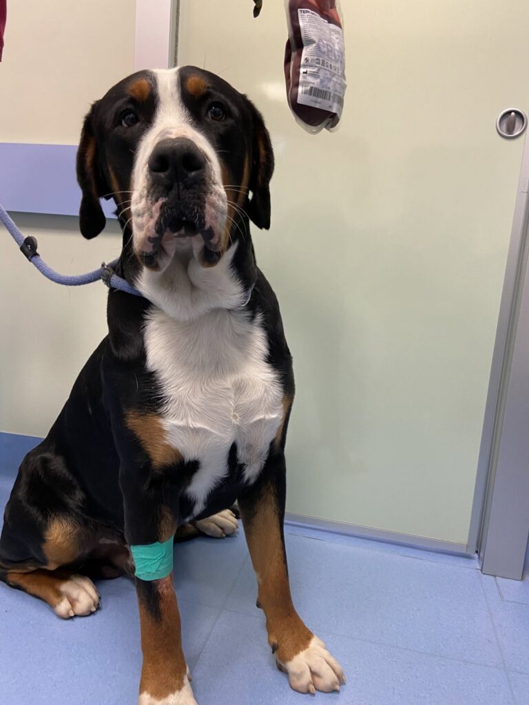 Donazione del sangue da parte di un cane all'Ospedale Veterinario San Francesco