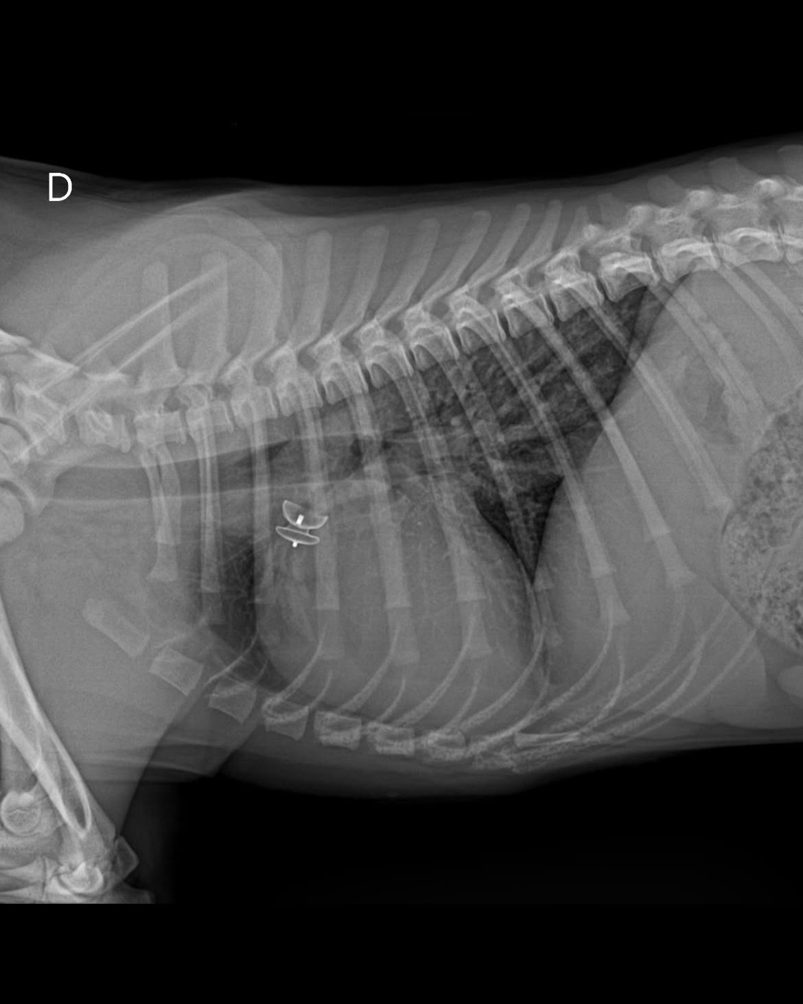 dotto_arterioso_pervio_cardiologia_ospedale_veterinario_san_francesco Ecografia di un cane dopo intervento per una delle patologie cardiache congenite più comuni nel cane: il dotto arterioso pervio