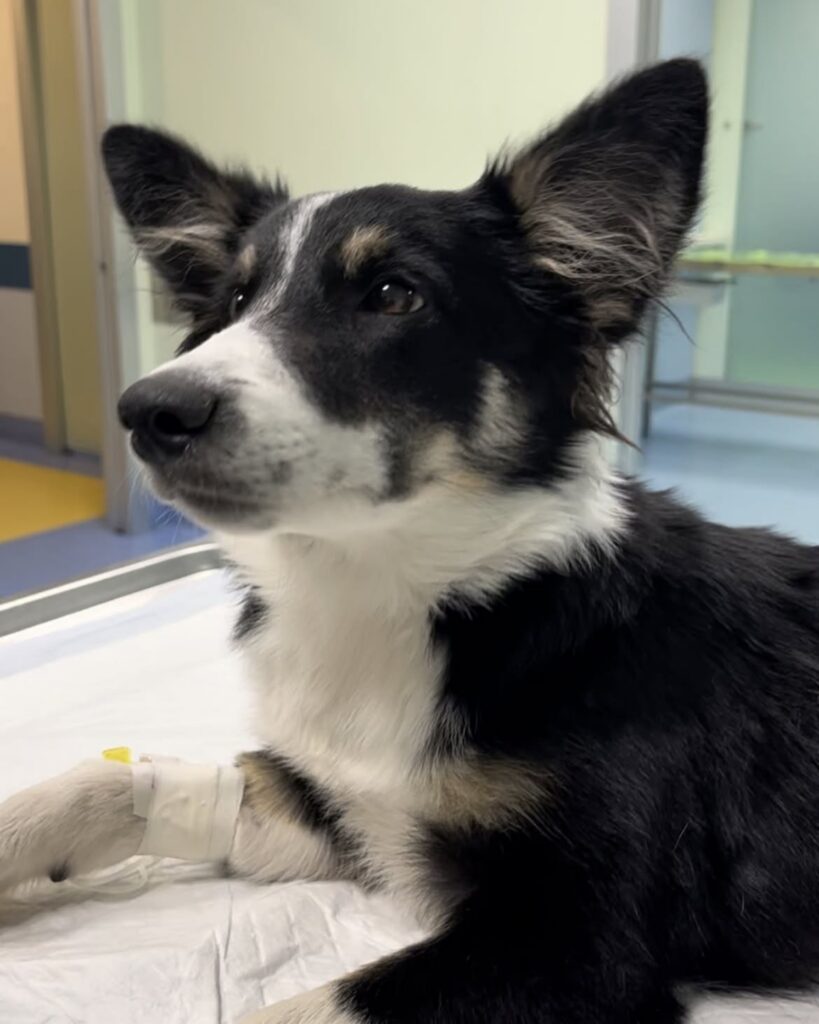 Visita ematologica per un cane all'Ospedale Veterinario San Francesco
