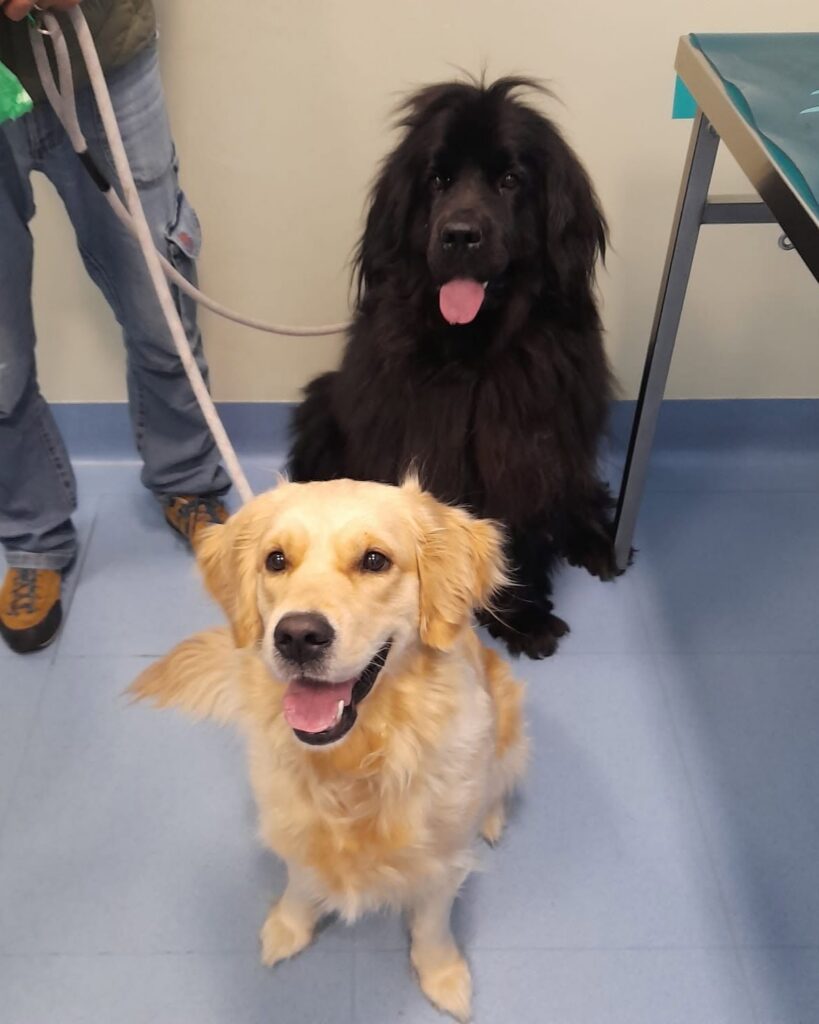 Due cani, in attesa di una diagnosi dopo una visita di medicina interna