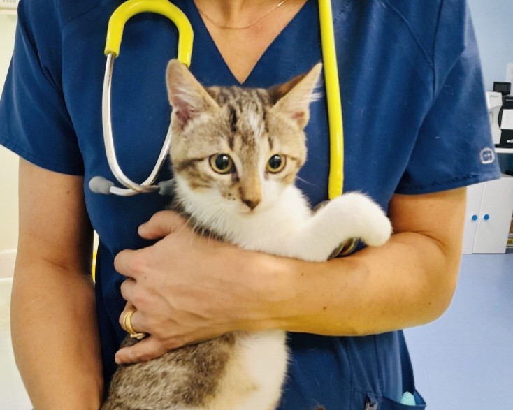 Medicina trasfusionale e ematologia all'Ospedale Veterinario San Francesco