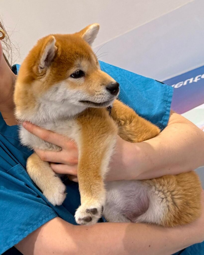 microchip_ospedale_veterinario_san_francesco Un cucciolo di Shiba con un tecnico veterinario dell'Ospedale Veterinario San Francesco in attesa di applicare il microchip