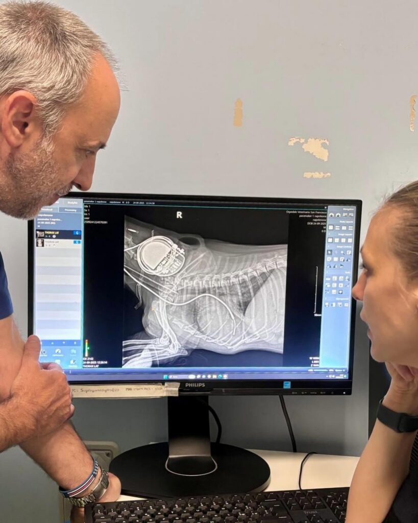 posizionamento_pacemaker_ospedale_veterinario_san_francesco Due medici veterinari dell'Ospedale Veterinario San Francesco di Milano durante una valutazione del posizionamento dell'impianto di pacemaker