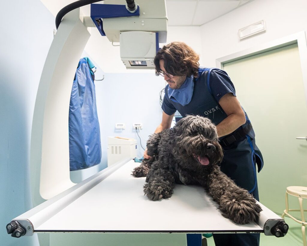 radiologia_traumi_zoppia_ospedale_veterinario_san_francesco Un medico veterinario dell'Ospedale Veterinario San Francesco eseguendo una radiologia
