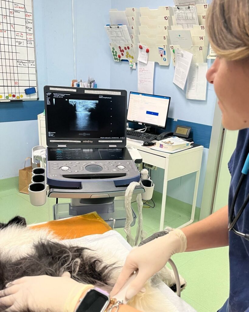 terapia_intensiva_veterinaria_ospedale_veterinario_san_francesco Controlli post operatori in terapia intensiva all'Ospedale Veterinario San Francesco
