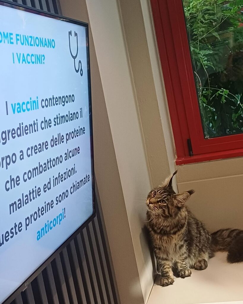 vaccinazioni_ospedale_veterinario_san_francesco Un gatto in sala d'attesa aspetta di essere vaccinato all'Ospedale Veterinario San Francesco