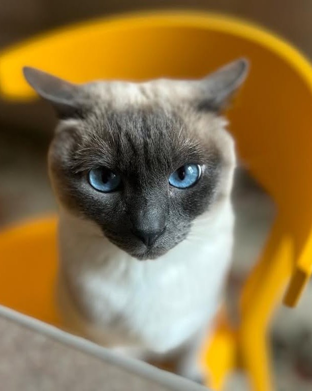 vaccini_felv_gatto_ospedale_veterinario_san_francesco Un gatto siamese su una sedia gialla in attesa di essere vaccinato per la FELV