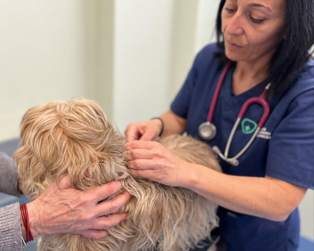 visita_dermatologica_ospedale_veterinario_san_francesco.jpg un cane durante una visita dermatologica all'Ospedale Veterinario San Francesco