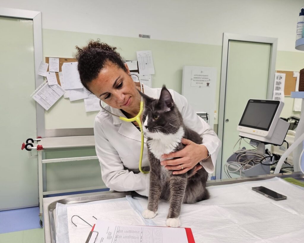 visita_preanestesiologica_ospedale_veterinario_san_francesco La Dott.ssa Carotenuto durante una visita pre anestesiologica di un gatto