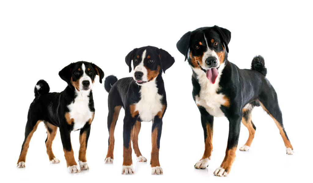 puppies and adult Appenzeller Sennenhund Le fasi della vita del cane
