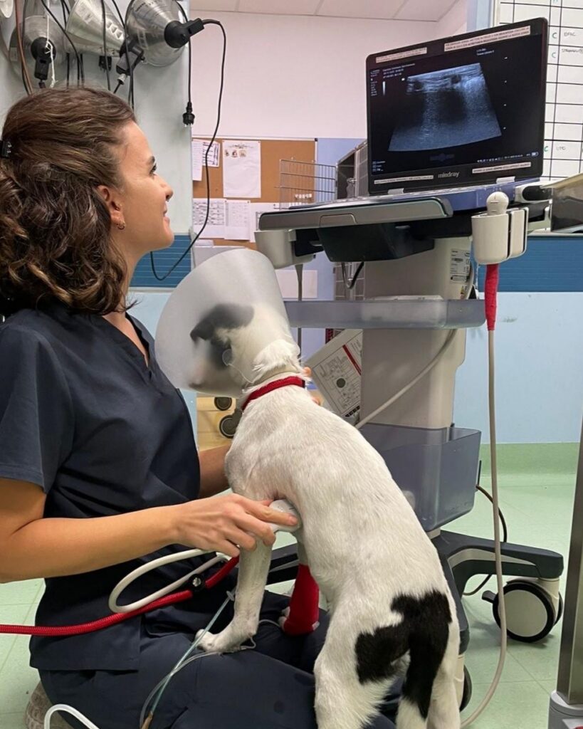 Persone sempre a disposizione per la cura e il benessere di tutti i pet